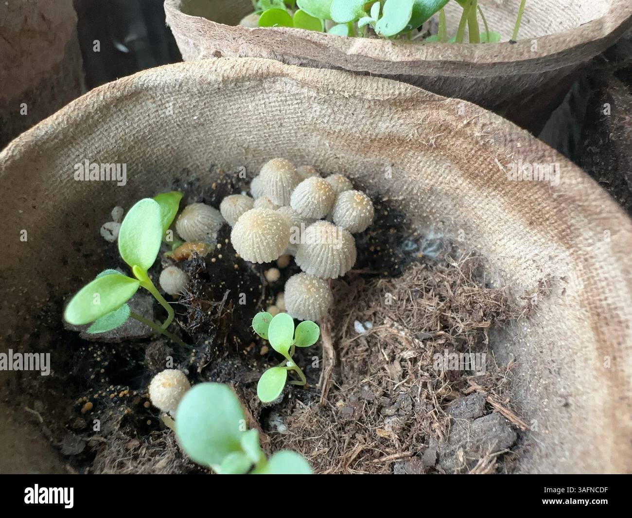 Winzige Pilze, die in Keimlingen mit neu gekeimten Pflanzen wachsen. Stockfoto