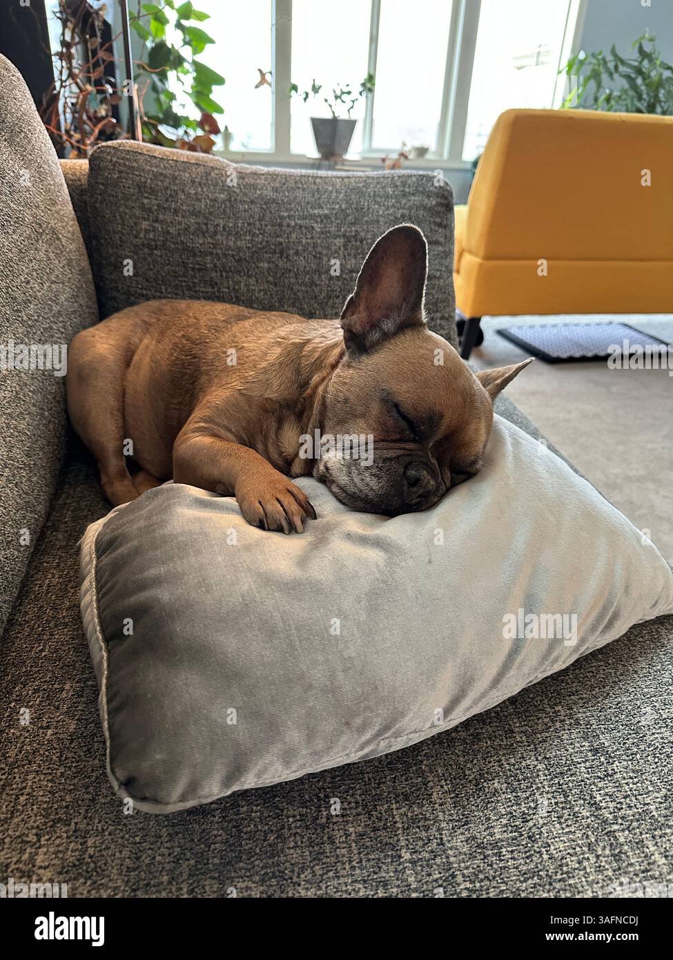 Eine süße braune französische Bulldogge, die auf einem grauen Sofa schläft. Stockfoto