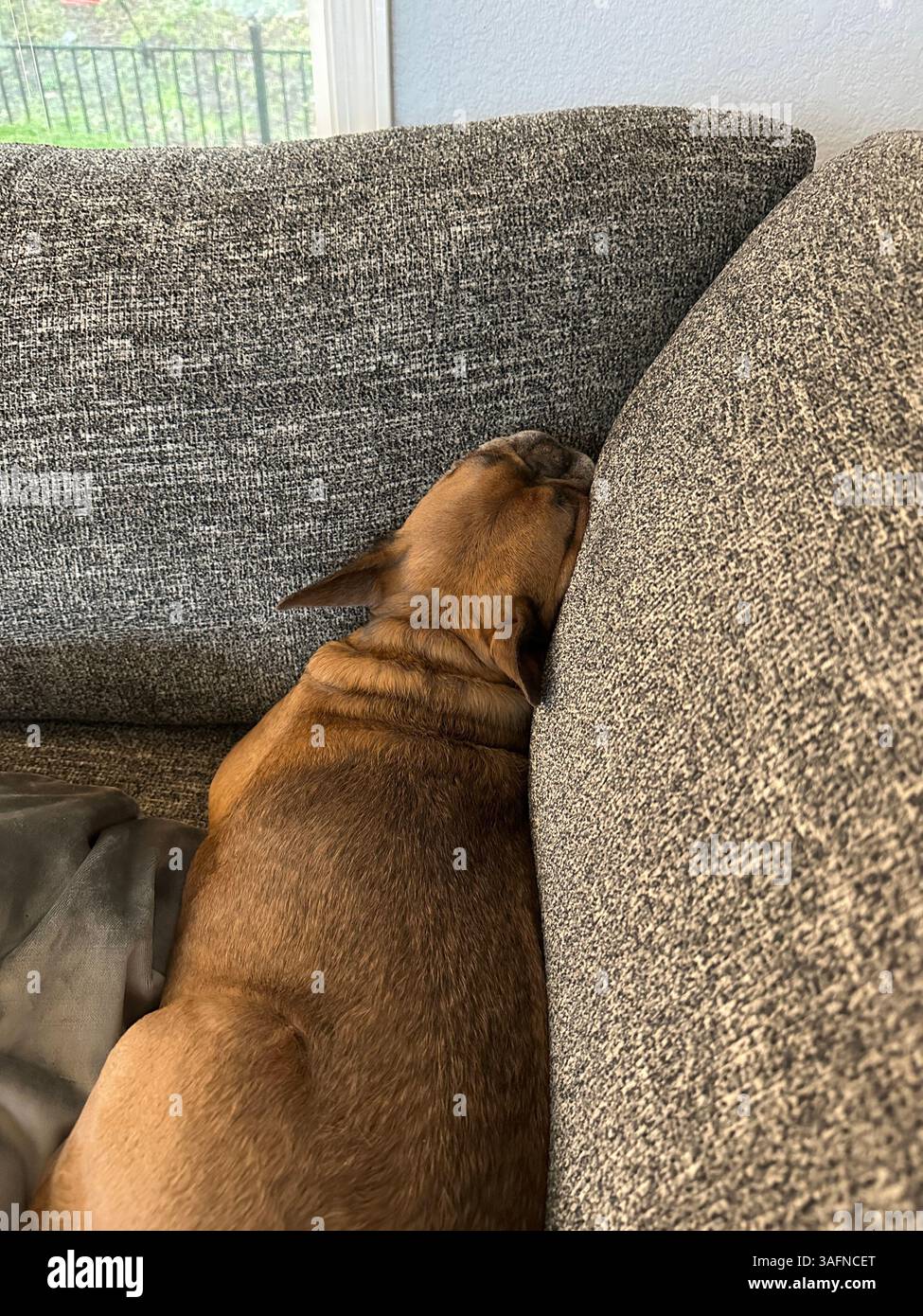 Eine süße braune französische Bulldogge, die auf einem grauen Sofa schläft. Stockfoto