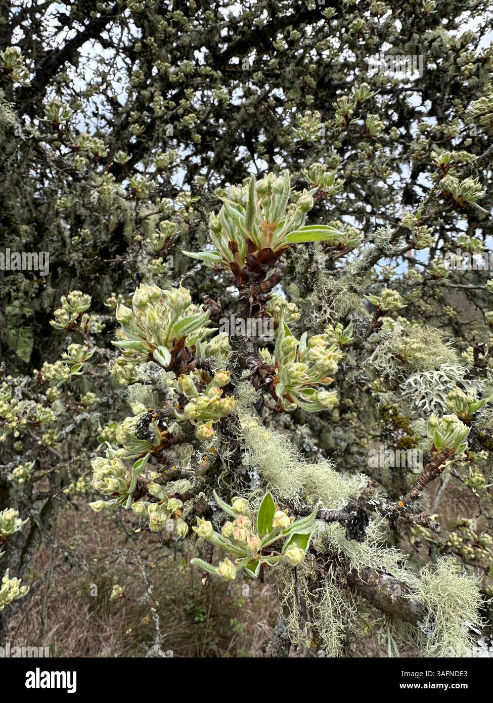 Ein alter Birnenbaum im Frühjahr mit Blüten und Flechten an den Zweigen. Stockfoto