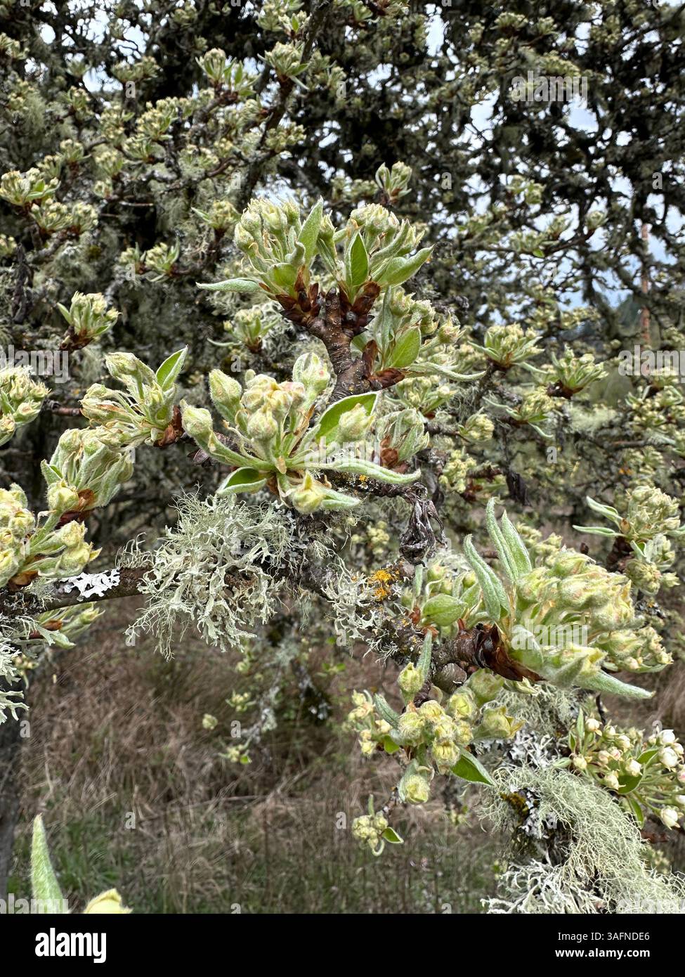 Ein alter Birnenbaum im Frühjahr mit Blüten und Flechten an den Zweigen. Stockfoto