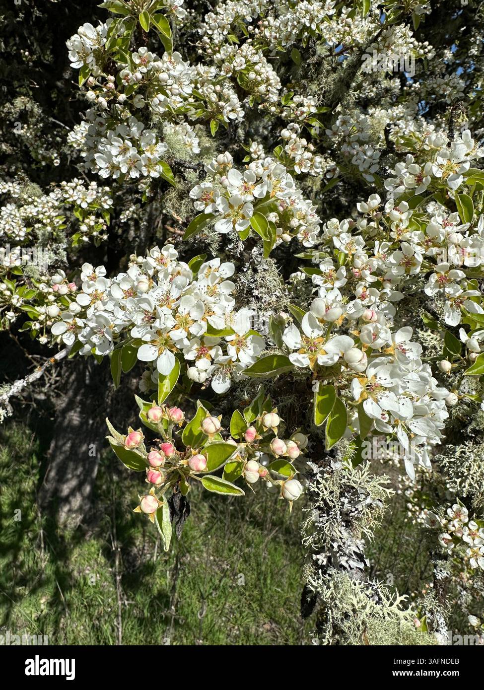 Ein alter Birnenbaum im Frühjahr mit Blüten und Flechten an den Zweigen. Stockfoto