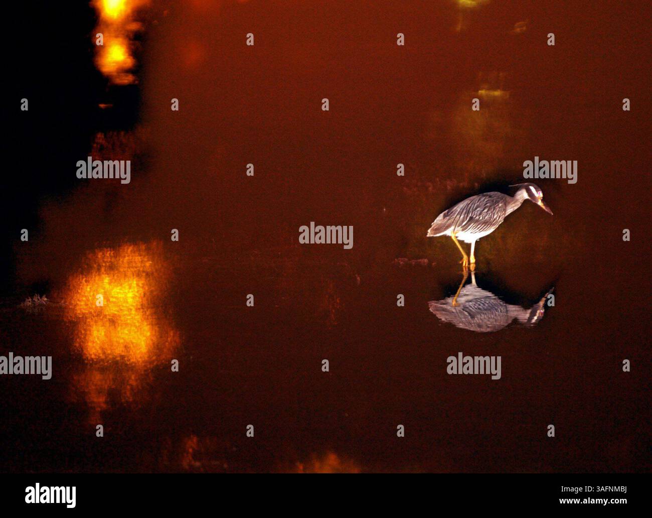 BILDUNTERSCHRIFT: DUNEDIN (DIENSTAG, 28.6.2005) - 1) Ein gelbgekrönter Nachtreiher ernährt sich am Dienstag (29.06.2005) im Küstenwasser des St. Joseph Sunds nördlich des Dunedin Causeway. Der schwer fassbare Nordamerikanische Sumpfvogel ernährt sich mehr oder weniger in der Nacht, aber er ernährt sich auch häufig zu allen Tageszeiten, vor allem aber in den Morgen- und Abendstunden. Fisch scheint einen vergleichsweise kleinen Teil seiner Ernährung zu bilden, die größtenteils aus Krebsen und Krebsen besteht; dies könnte auf seine tageszeitlichen Gewohnheiten zurückzuführen sein. Audubon (1840) sagt, dass es bei der Wahl seines Futters keineswegs empfindlich ist, sondern schluckt Stockfoto