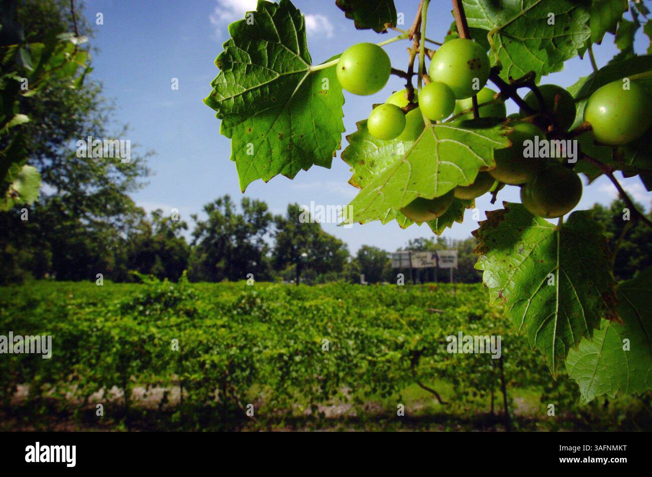 BILDUNTERSCHRIFT: (07/06/2005 Chiefland) Muskadine-Trauben hängen an Reben im Dakotah Winery in ? Chiefland am 6. Juli 2005. Das Weingut wurde 1985 eröffnet und wird von Max Rittgers und seinem Sohn Rob Rittgers betrieben. Aus den grünen Trauben werden vor Ort mehrere Weinsorten hergestellt. Besucher des Weinguts dürfen die Weine probieren, aber Gläser des Getränks müssen woanders getrunken werden. (Bild: St. Petersburg Times/ZUMAPRESS.com) Stockfoto