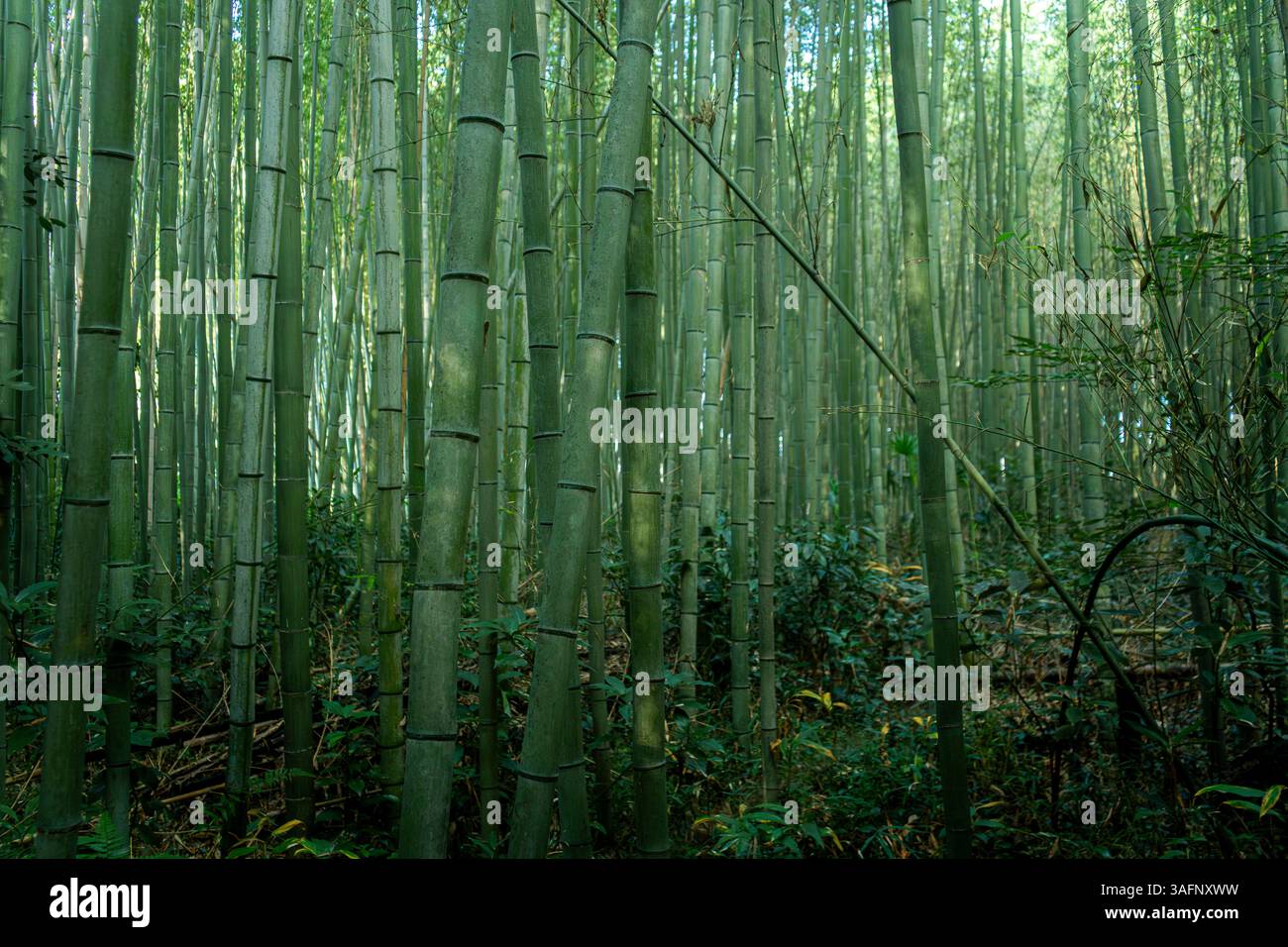 Bambuswald in Arashiyama, Kyoto, Japan Stockfoto