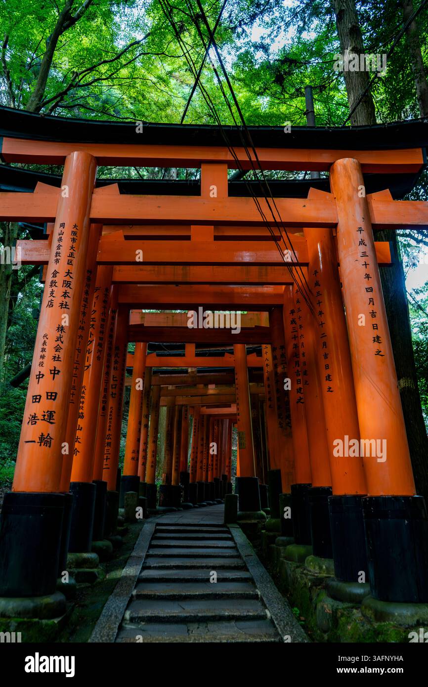 Torii-Tore des Shinto-Schreins Fushimi Inari Taisha in Kyoto, Japan Stockfoto
