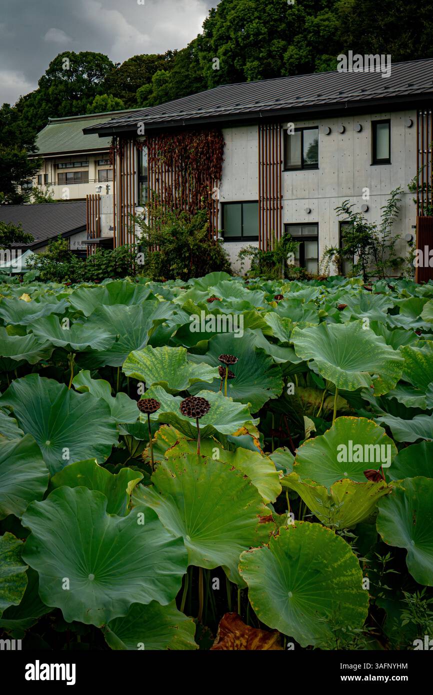 Ueno Lotus Teich in Tokio, Japan Stockfoto