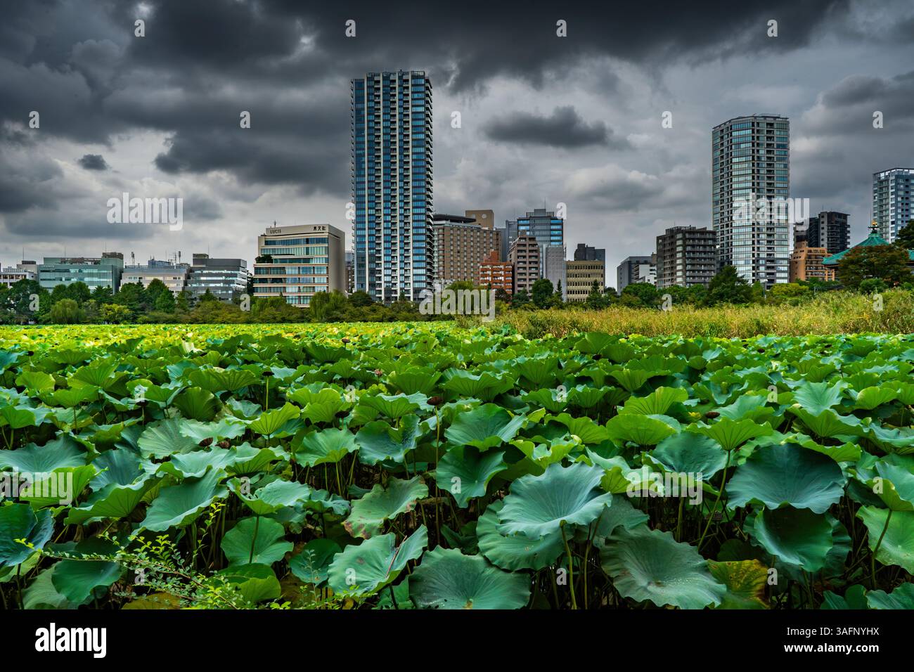Ueno Lotus Teich in Tokio, Japan Stockfoto