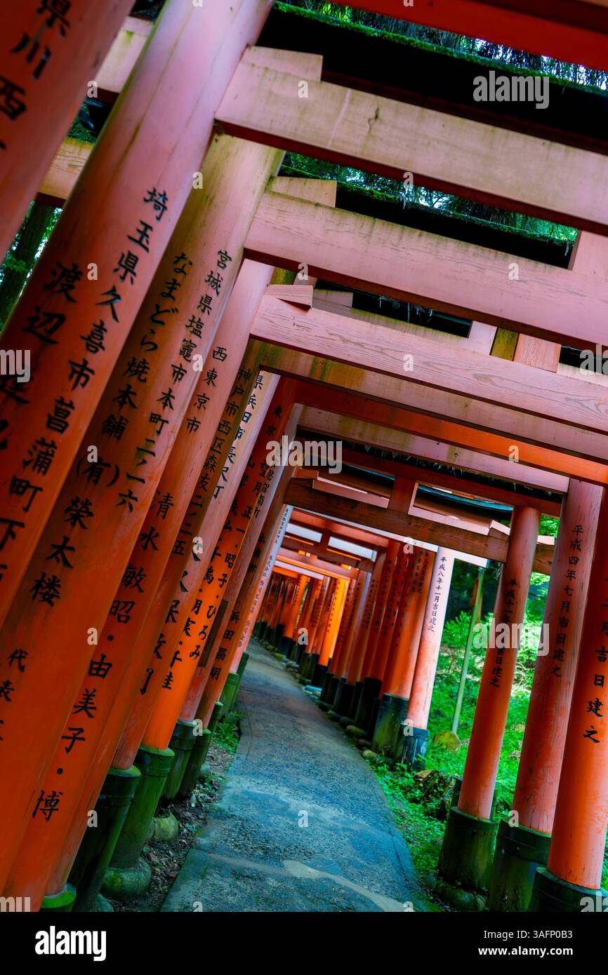 Torii-Tore des Shinto-Schreins Fushimi Inari Taisha in Kyoto, Japan Stockfoto