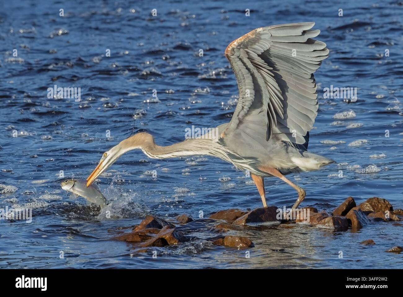 Ein Reiher streckt seine Flügel aus, während er einen Schatten unter spritzendem Wasser fängt. Die Szene entfaltet sich in einem felsigen, flachen Teil eines Wasserkörpers und fängt den bir ein Stockfoto