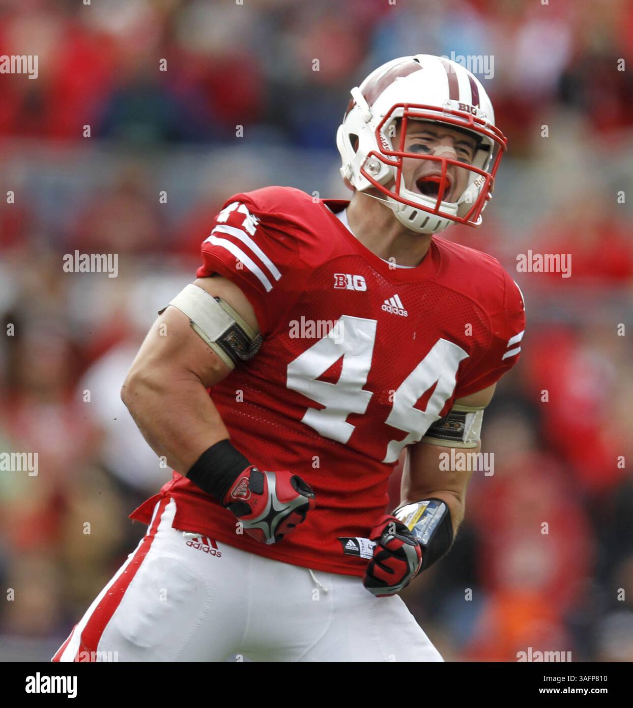 22. September 2012 - Madison, WI, USA - Chris Borland aus Wisconsin feiert, nachdem er Nick Lamaison, Quarterback der University of Texas, El Paso, im Camp Randall Stadium in Madison, Wisconsin, am Samstag, den 22. September 2012, entlassen hat. Wisconsin besiegte UTEP 37-26. (Kreditbild: © Rick Wood/MCT/ZUMAPRESS.com) Stockfoto
