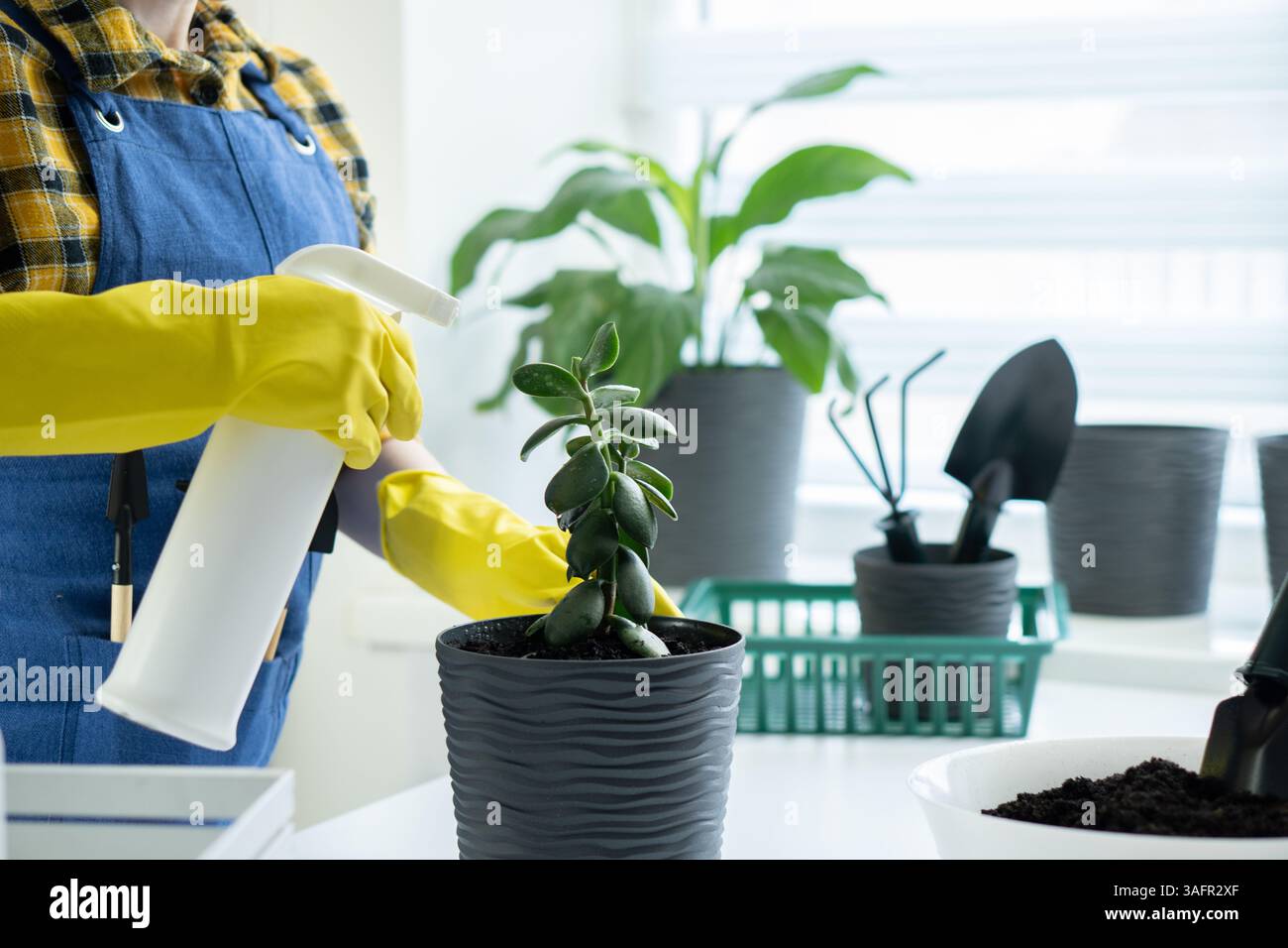 Pflanzenpflege in Innenräumen mit Gießkanne Stockfoto