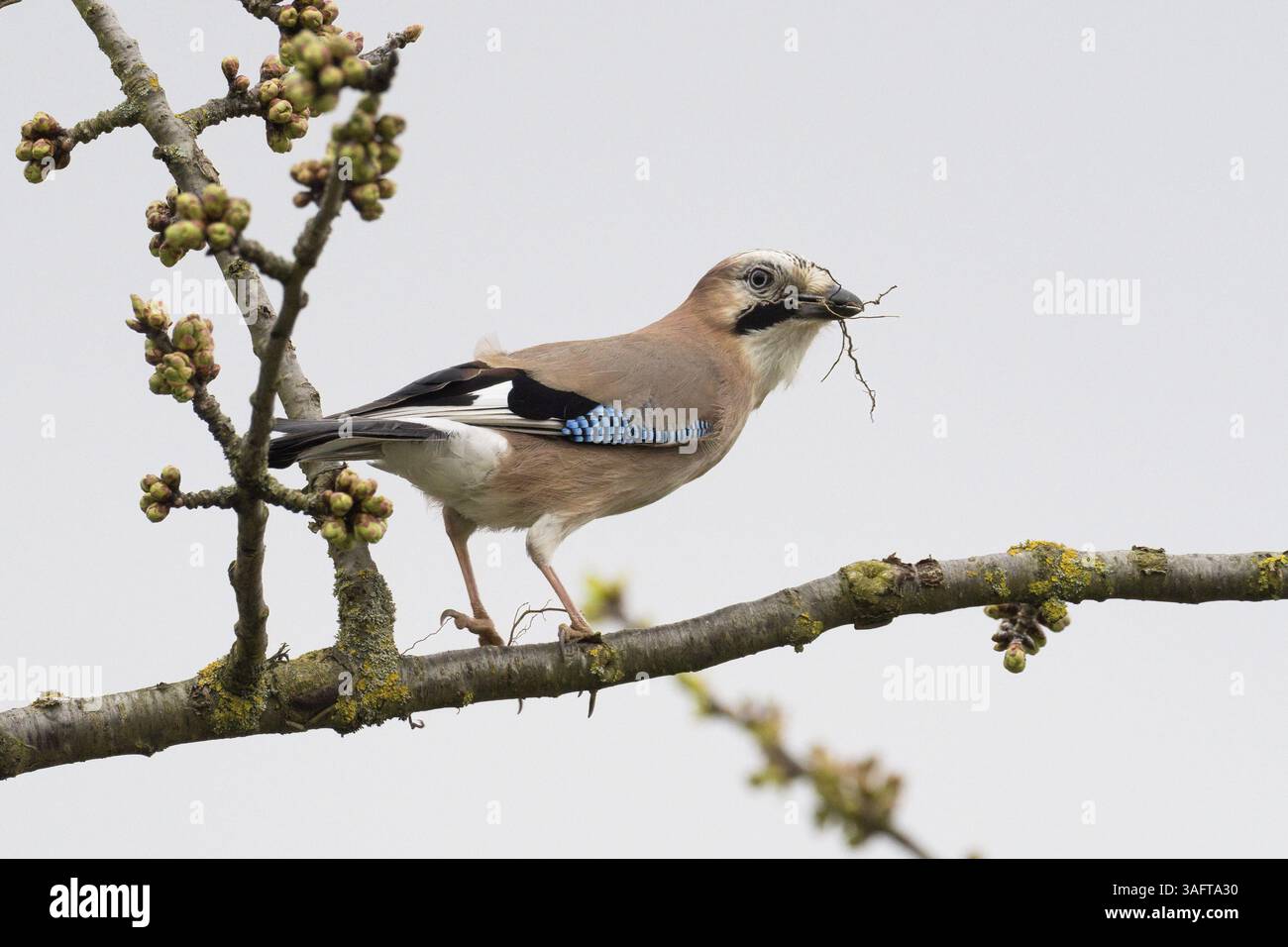 Ein jay (Garrulus glandarius) transportiert Nestmaterial auf einem Zweig mit Knospen, Hessen, Deutschland, Europa Stockfoto