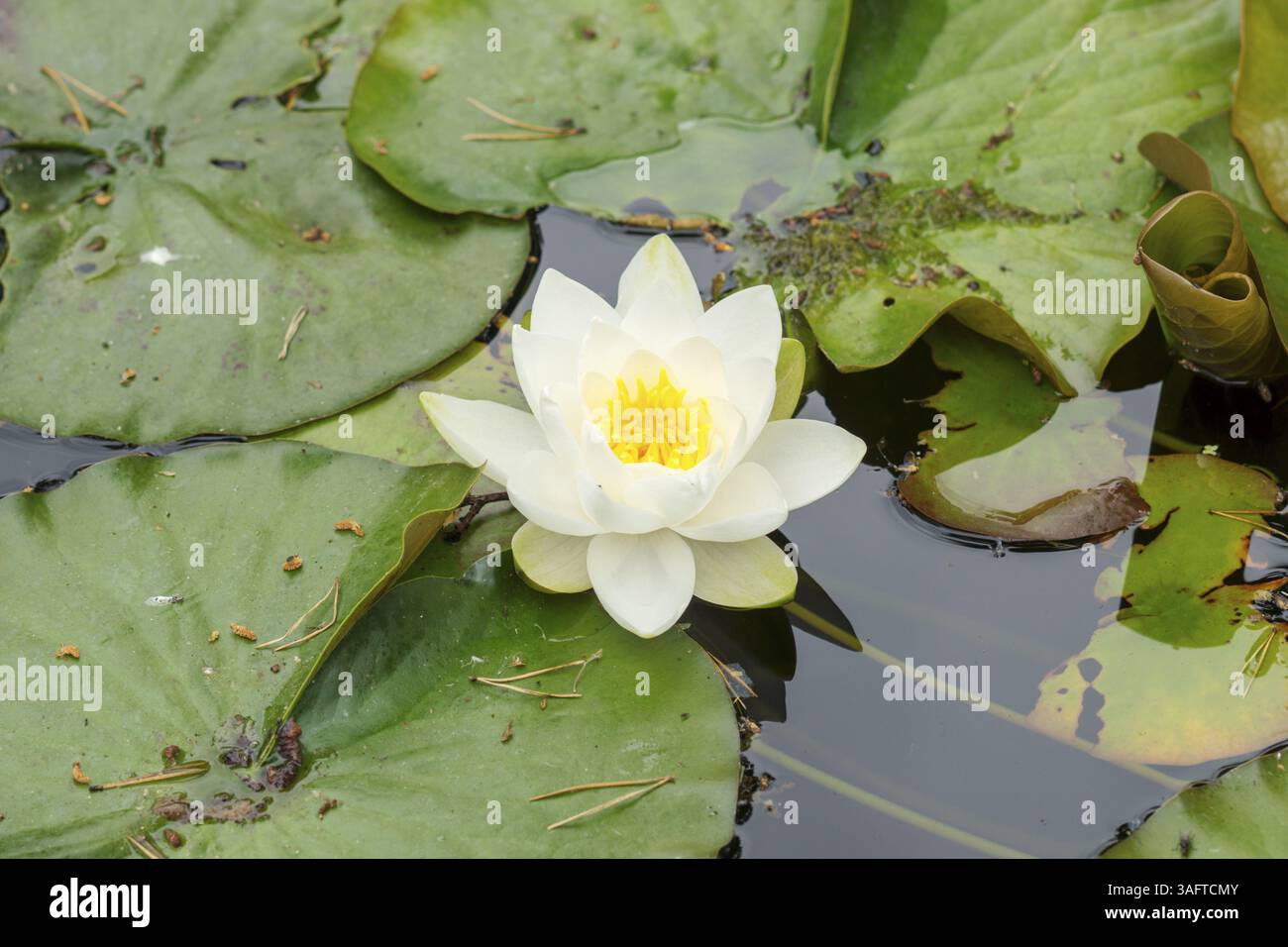 Schöne weiße Lotusblüte auf einem See Stockfoto