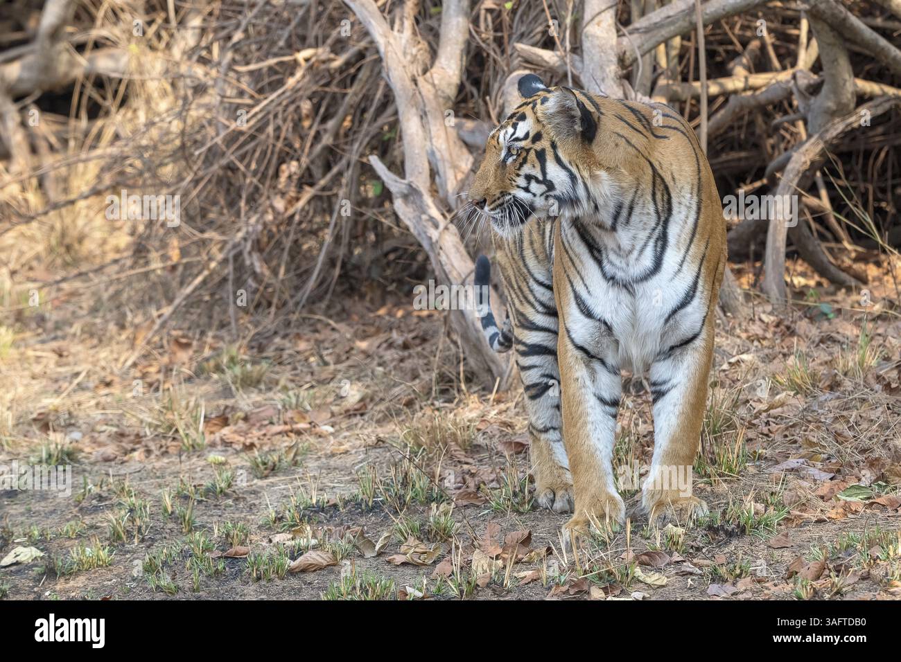 Tiger (Panthera tigris), bengalischer oder indischer Tiger, Großkatze (Pantherinae), Fleischfresser (Carnivora), kritisch gefährdet, beobachtete potenzielle Beute, T Stockfoto
