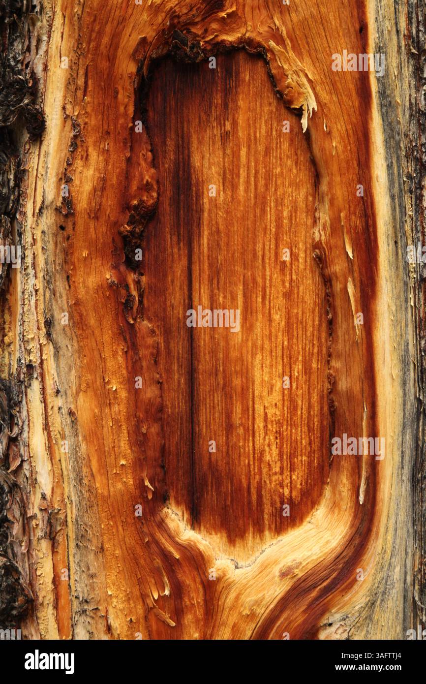 Nahaufnahme des goldenen Baumstamms in den Beartooth Mountains, Montana Stockfoto