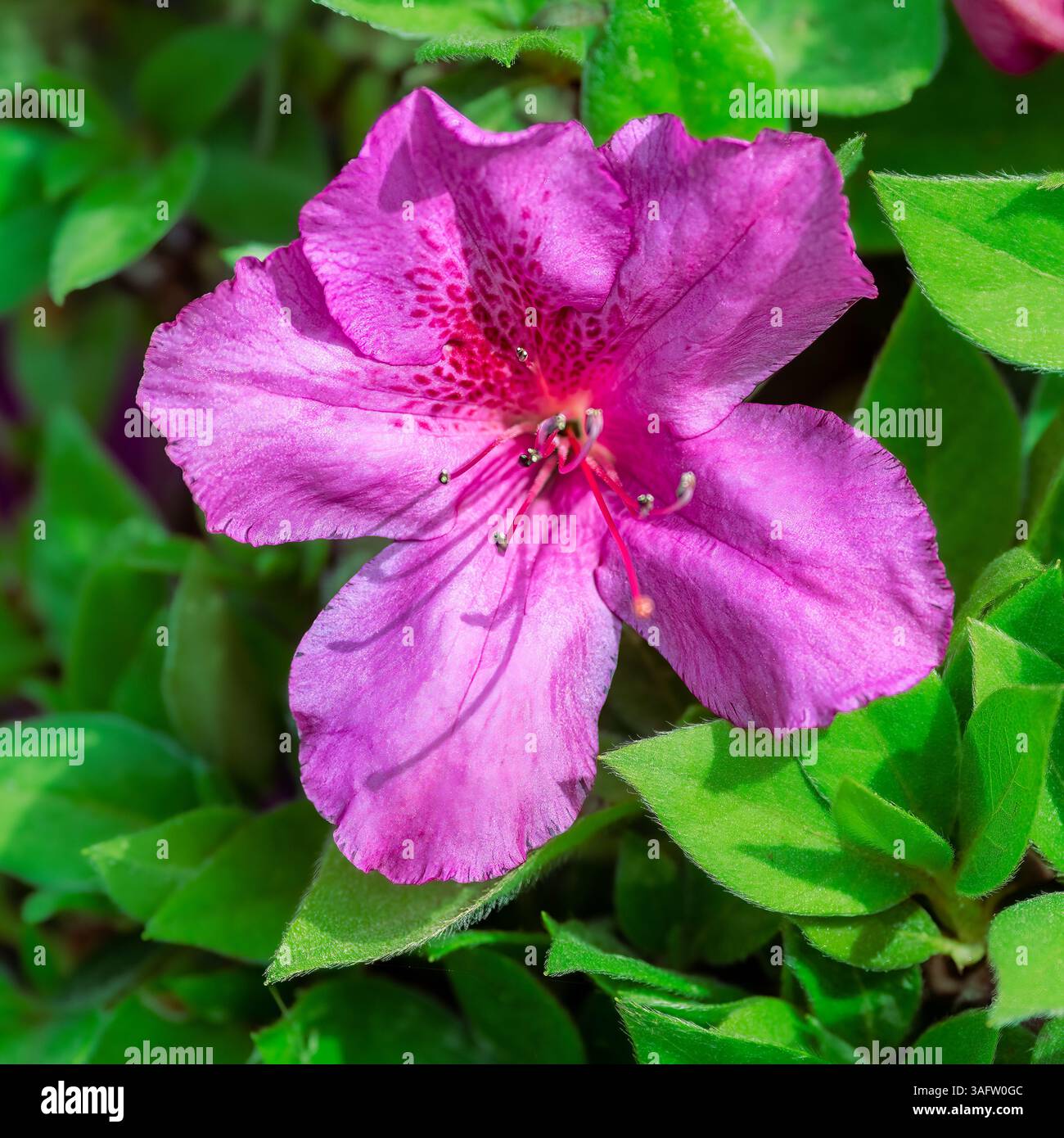 Eine einzelne violette Azaleblüte in voller Blüte, umgeben von leuchtend grünen Blättern, die Details und Blütenblätter in hellem natürlichem Licht zeigen. Stockfoto