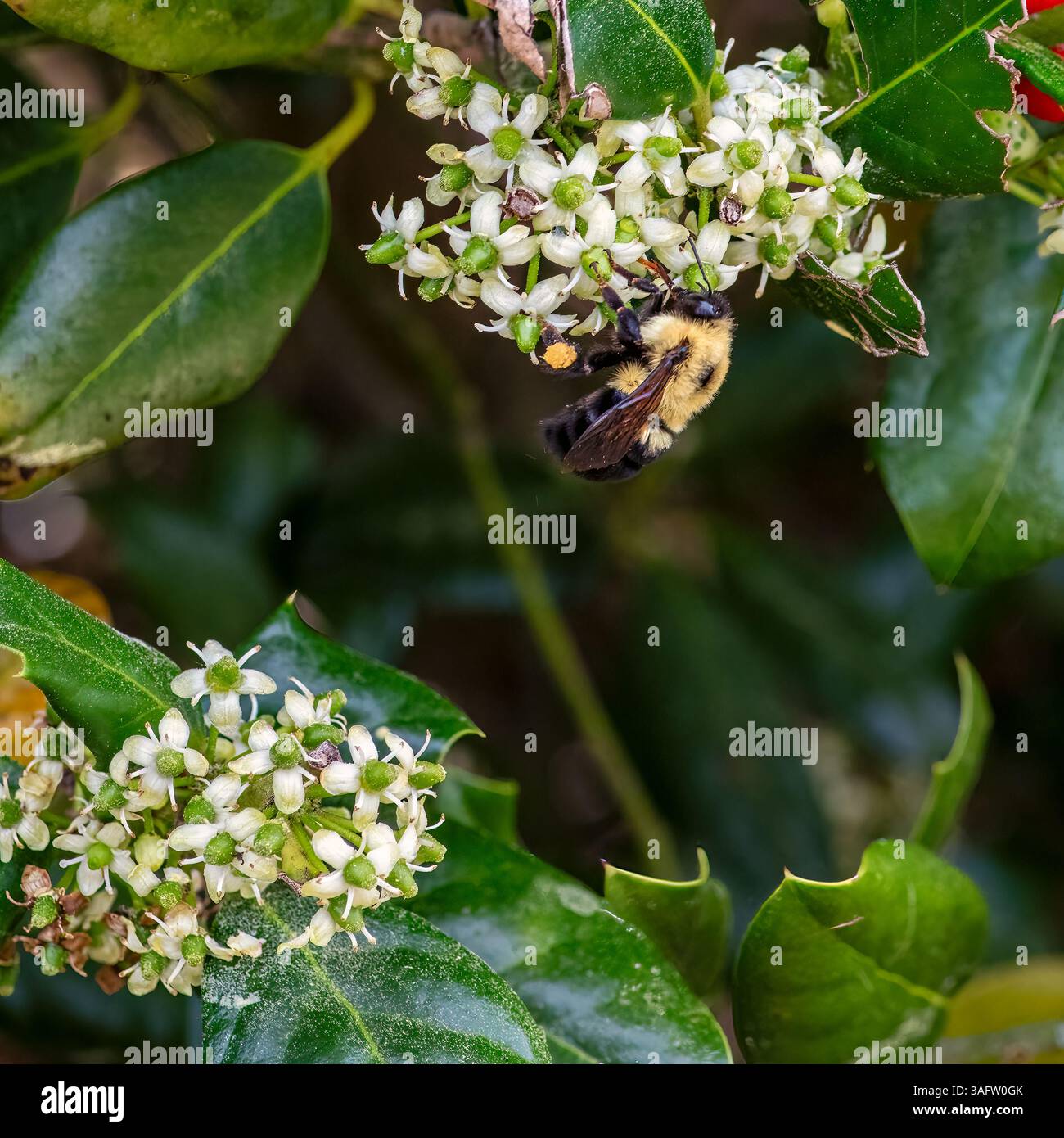 Hummel sammelt Nektar aus kleinen weißen Blüten auf einer glänzend grünen Pflanze, die in scharfen Details und lebendigem natürlichem Licht erfasst wird. Stockfoto