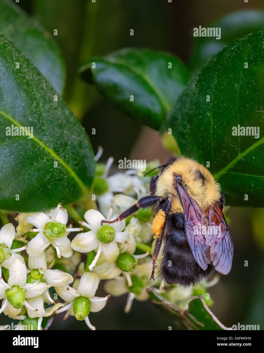 Ein Makrobild einer Hummel, die Pollen aus weißen stechpalmenblüten sammelt, zeigt feine Details in den Flügeln, Beinen und Pollensäcken zwischen grünen Blättern. Stockfoto