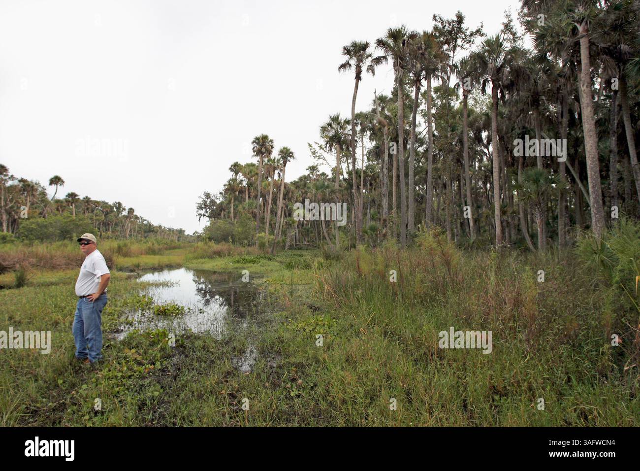 BILDUNTERSCHRIFT: (Orange County, 17.10.2006) Tom Odom (cq), Präsident von Mitigation Resources, steht in einem feuchten Gebiet der East Central Florida Mitigation Bank in Orange County 17.Oktober 2006 (17.10.2006)..ZUSAMMENFASSUNG DER GESCHICHTE: MITBANKS. Das Risikominderungsgeschäft ist eine wenig bekannte, aber große Geldbranche, die vom Kongress, der EPA und dem Corps of Engineers gebilligt wurde. Seine Unterstützer betrachten sie als eine marktbasierte Lösung für den Verlust von Feuchtgebieten in nationÕs, eine Möglichkeit, Landbesitzer dazu zu bewegen, der Umwelt zu helfen und sich selbst zu helfen. Und die Branche hat sich in Florida, wo es mehr als 40 Banken ð mehr gibt, wirklich entwickelt Stockfoto