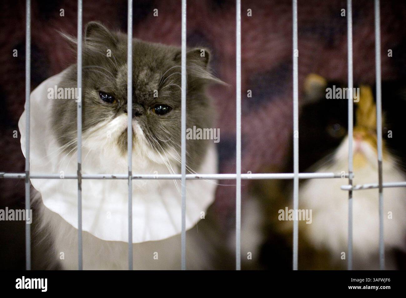 2 of 2.PT 259718 FOUN PASCAT 2..BILDUNTERSCHRIFT: (02/03/2007 Dade City) Belle, eine acht Monate alte persische Katze im Besitz von Julie Beeman, aus Hollywood, Florida, ist am 3. Februar 2007 auf der Cat Fancer's Association Mardi Gras Cat Show 2007 auf den Pasco County Fairgrounds in Dade City aus ihrem Käfig. Das Lätzchen um Belles Hals verhindert, dass sie sich selbst pflegt, bevor sie gezeigt wird. (Bild: St. Petersburg Times/ZUMAPRESS.com) Stockfoto