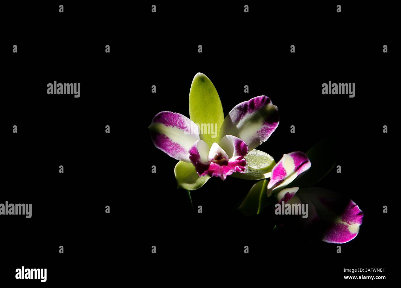 25.03.07). Besuchen Sie die Sunken Gardens und sehen Sie eine wunderschöne tropische amerikanische Orchidee der Gattung Cattleya, wie die hier abgebildete. Diese Cattleya ist zünftig und hat eine Pseudobulbe, in der sie Feuchtigkeit speichert, wodurch sie zugtolerant ist und nur ein paar Mal pro Woche gegossen werden muss. Das Orchideenfest in den Sunken Gardens am vergangenen Wochenende begann mit der Eröffnung des Orchideenarboretums, in dem zahlreiche Sorten und mehr als 400 Orchideen zu sehen sind. Der Aufseher der Gärten Bill O'Grady. (Bild: St. Petersburg Times/ZUMAPRESS.com) Stockfoto