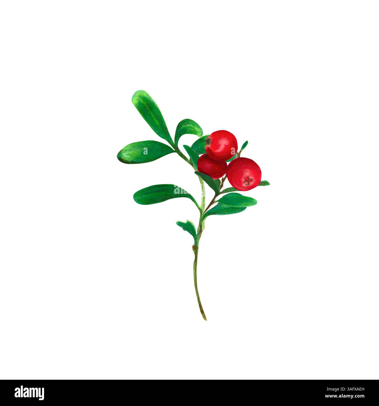 Preiselbeere. Zweig roter Waldbeeren mit grünen Blättern. Aquarell, Markierungsillustration, isoliert auf weißem Hintergrund. Ideal für botanische Drucke Stockfoto