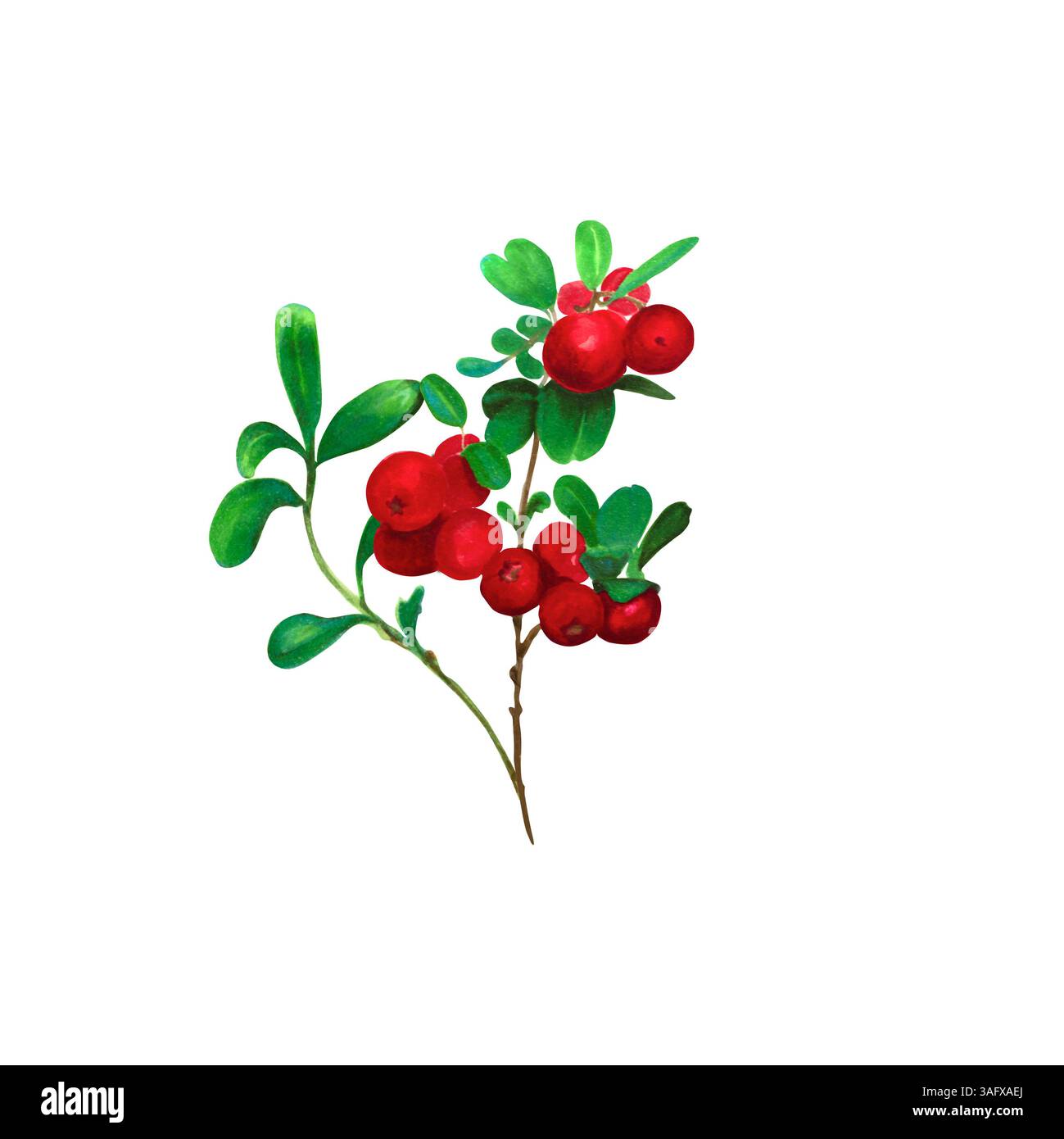 Preiselbeere. Zweig roter Waldbeeren mit grünen Blättern. Aquarell, Markierungsillustration, isoliert auf weißem Hintergrund. Ideal für botanische Drucke Stockfoto