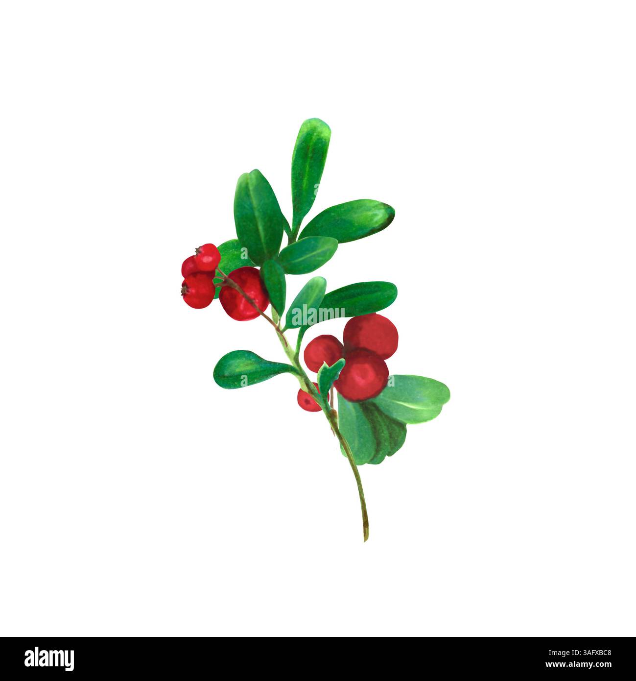 Preiselbeere. Zweig roter Waldbeeren mit grünen Blättern. Aquarell, Markierungsillustration, isoliert auf weißem Hintergrund. Ideal für botanische Drucke Stockfoto
