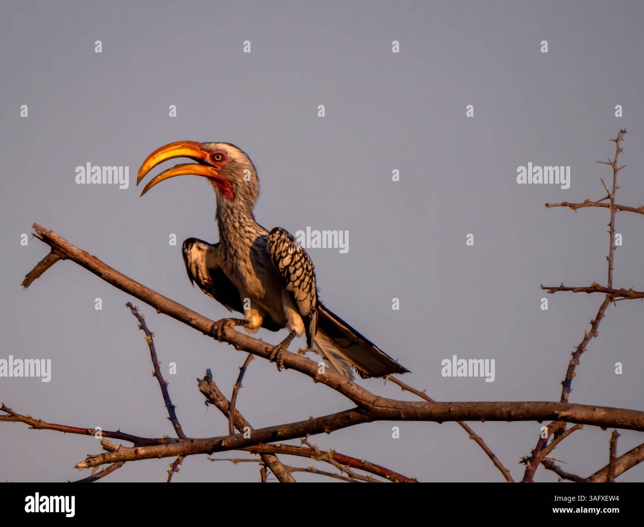 Ein südlicher Gelbschnabelschnabel, der auf einem Zweig in der Abendsonne im Okawango-Delta sitzt. Das Naturparadies des Okawango Deltas liegt Stockfoto