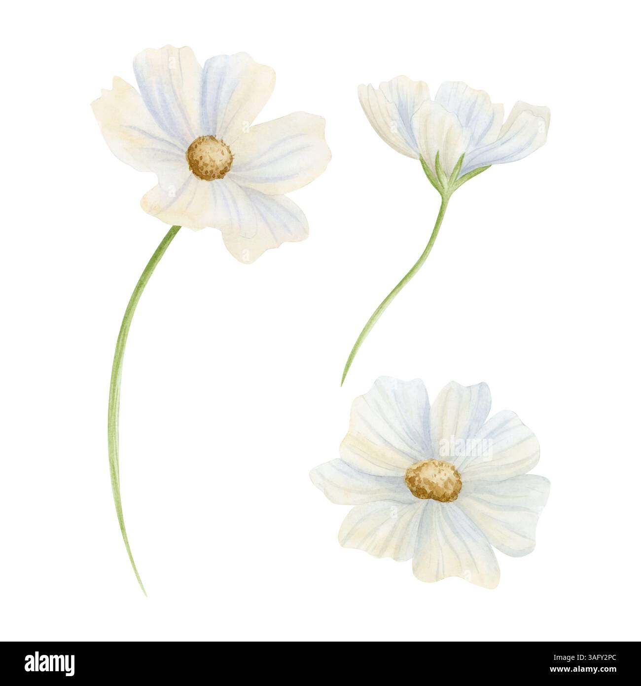 Weißes Aquarell Kosmos Blumen isoliert Illustration Set für Frühling oder Sommer Hochzeitsmotive. Einfaches einfarbiges Clipart mit Blumenmuster. Handgezeichnete Botanik Stockfoto