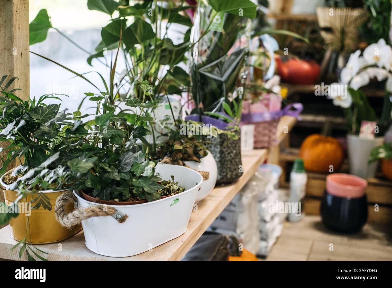 Indoor dekorative pflanze -Fotos und -Bildmaterial in hoher Auflsung   Alamy
