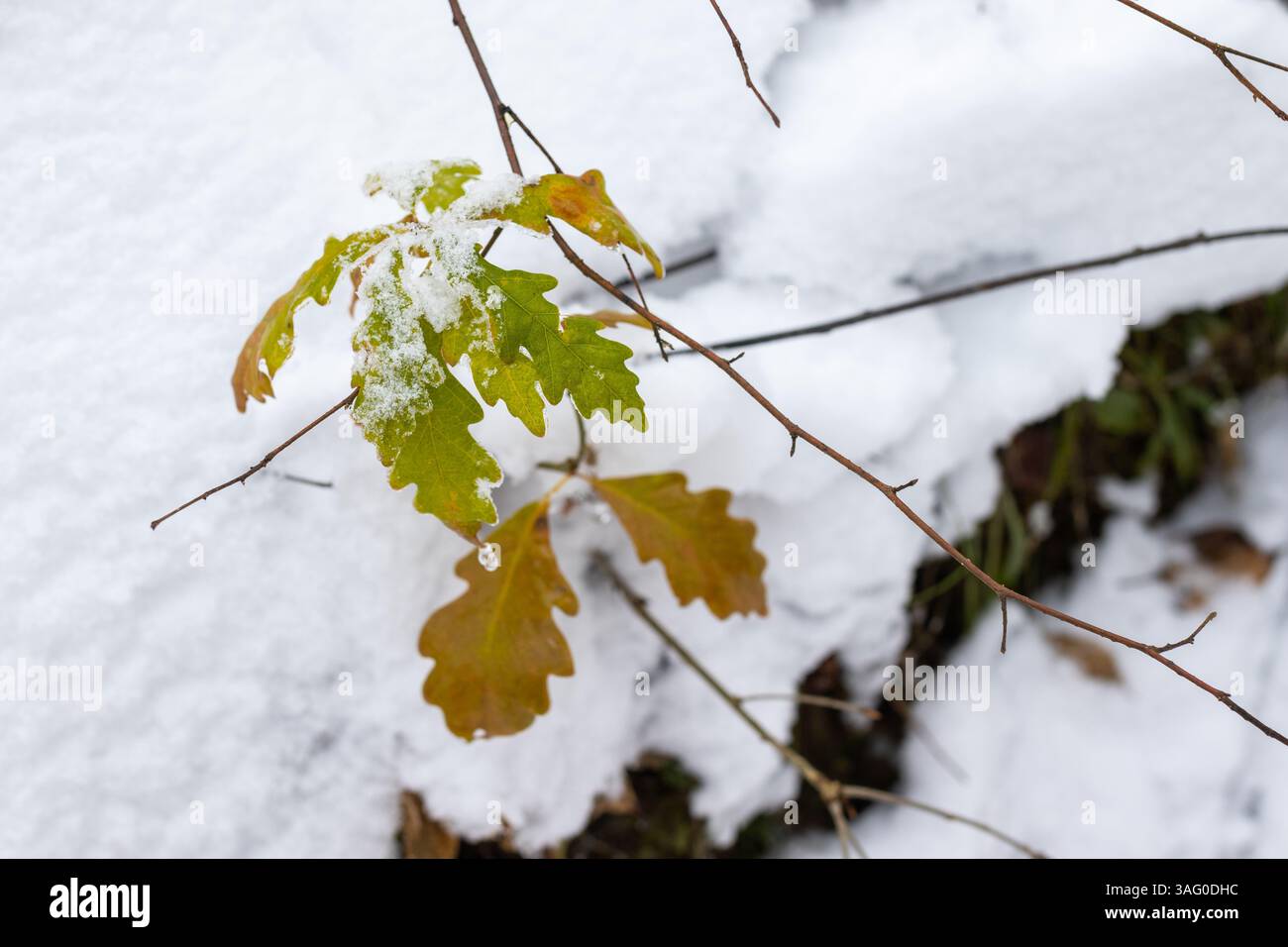 Eine Nahaufnahme zeigt mehrere Eichenblätter, einige noch grün und andere braun, mit frischem weißem Schnee auf einem dünnen Ast gegen einen verschwommenen Schnee Stockfoto