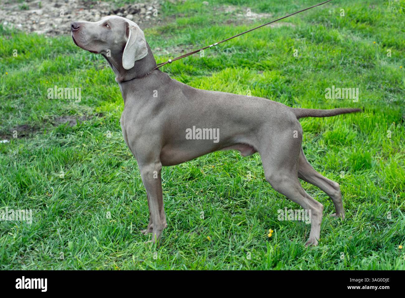 Der Weimaraner - deutsche Jagdhund Stockfoto