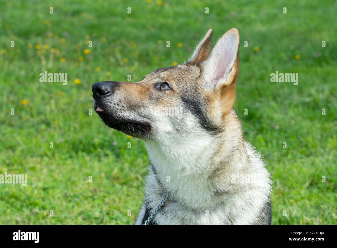 Tschechoslowakischer Wolfdog Welpe Nahaufnahme Outdoor Porträt Stockfoto