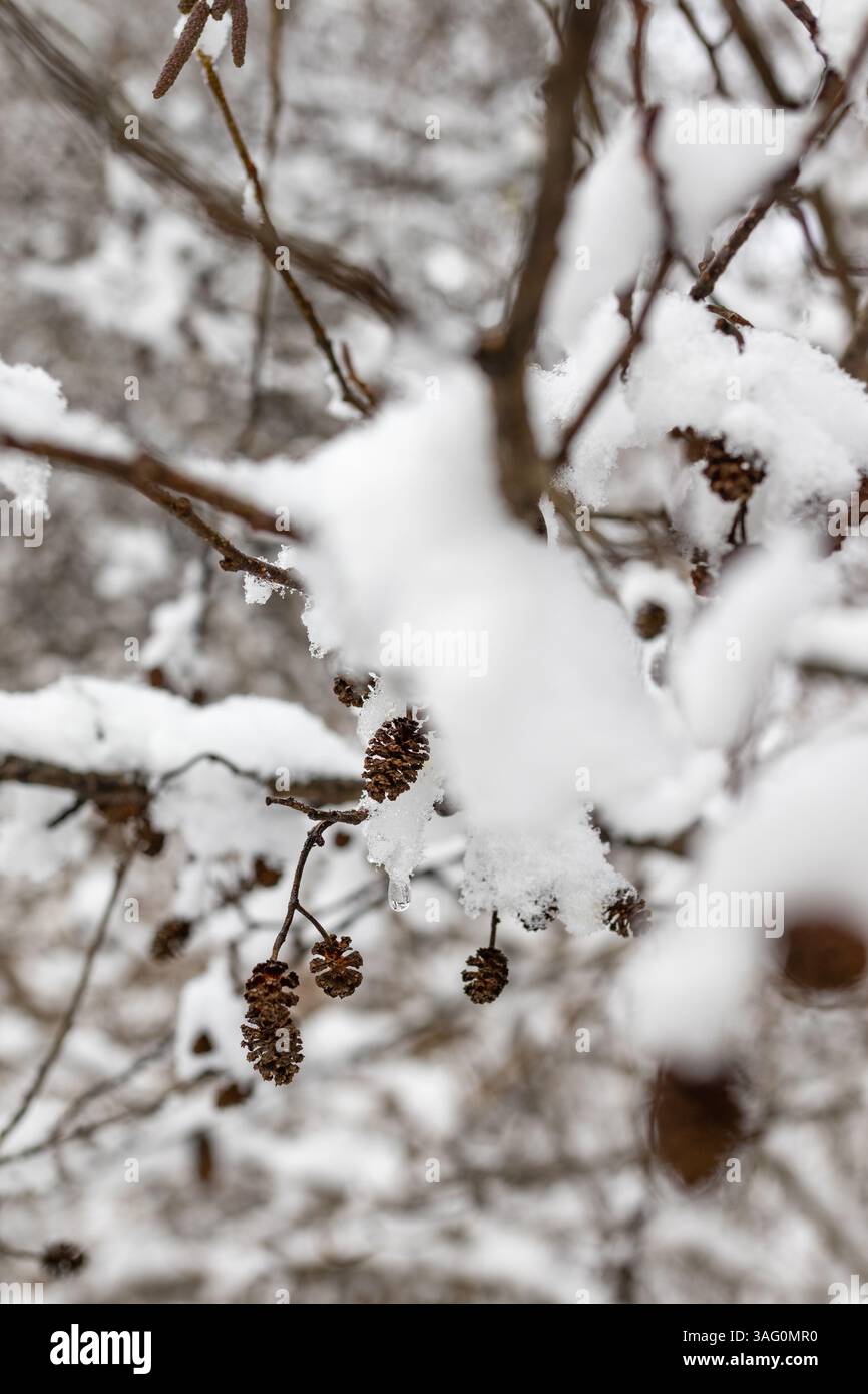 Nahaufnahme eines schneebedeckten Zweiges mit mehreren kleinen, braunen Erlenkegeln (Alnus) vor einer verschwommenen Winterkulisse. Stockfoto