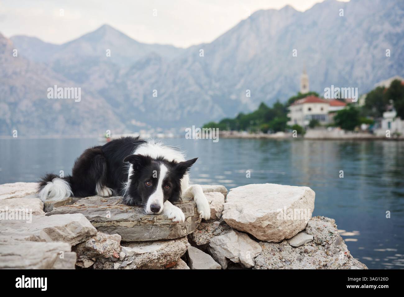 Ein Border Collie liegt friedlich an einer felsigen Küste nahe einem See, umgeben von malerischen Bergen. Die ruhige Umgebung verstärkt die Entspannung Stockfoto