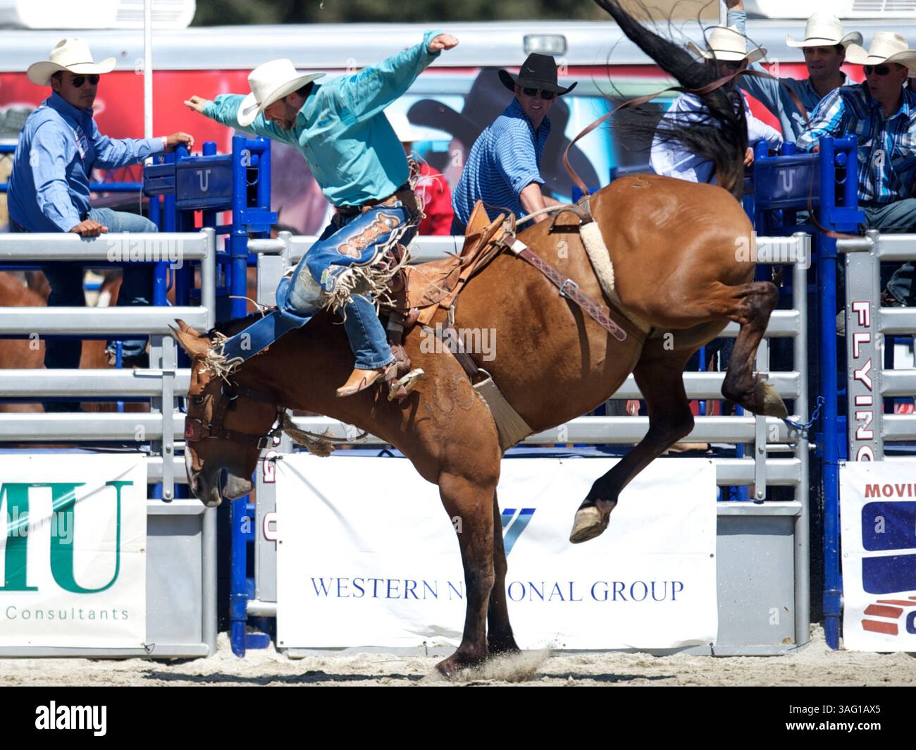 26. Aug. 2012 - San Juan Capistrano, Kalifornien, USA - Sattelbronzefahrer Cody Martin von Eagle, CO wird beim Rancho Mission Viejo Rodeo in San Juan Capistrano, CA. Vom Crash Gate der Big Bend/Flying 5 Rodeo Co. Abgestoßen (Foto: © Matt Cohen/ZUMAPRESS.com) Stockfoto