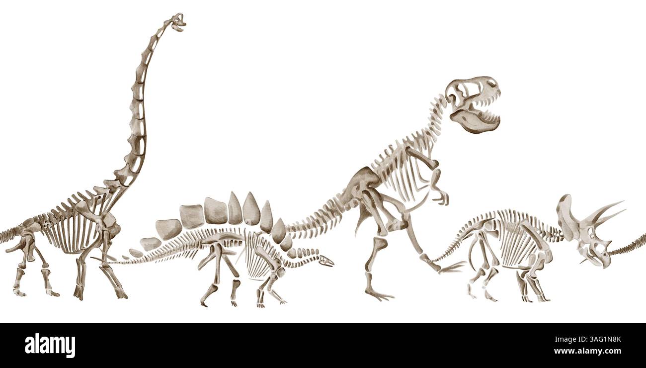 Nahtlose Borte mit Dinosaurierskeletten. Dinosaurier, Seitenansicht, durchgehend. Traceratops und Theranosaurus, großer Diplodocus. Aquarellabbildung Stockfoto