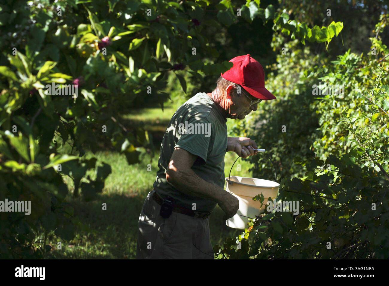 BILDUNTERSCHRIFT: (08/25/2007 Spring Hill).1 vom 2. Frank Esposito (cq) von Hudson erntet Muskadine-Trauben in Nick's Nursery and Vineyard, im Besitz von Dominic Tocco (Kreditbild: St Petersburg Times/ZUMAPRESS.com) Stockfoto