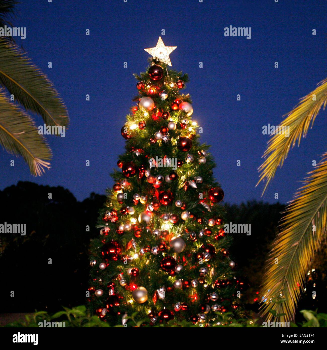 LARGO - Montag (17.12.2007) - LARGO TIMES COVER - 1) schlendern Sie durch die wunderschönen Florida Botanical Gardens und bewundern Sie das Pinellas County, Ûªs das beste Lichterfest mit mehr als 425.000 Lichtern am Freitag, 21. Dezember, von 18:00 bis 21:00 Uhr. Familien sind eingeladen, sich bei der kostenlosen Freitagabend- und Garden Lights-Veranstaltung zu entspannen, die Erfrischungen und musikalische Unterhaltung durch das Lyle Warner Trio bietet. Für eine vorgeschlagene Spende erhalten Kinder ein Foto mit Mutter Natur. Spenden werden für die Botanical Gardens in Florida verwendet. DOUGLAS R. CLIFFORD - Times (Kreditbild: St. Petersburg Times/Z Stockfoto