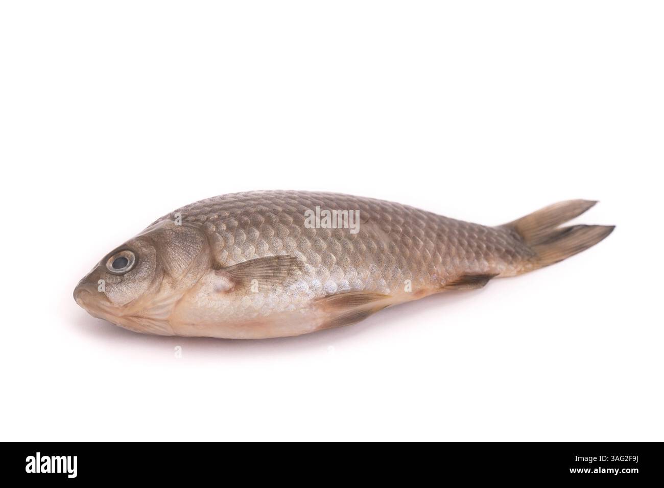 Frischen, rohen Fisch auf weißem Hintergrund Stockfoto