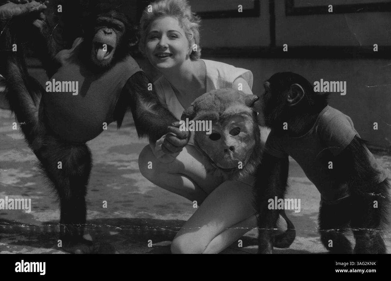 Monkeys Business. Glamouröse Marcella Burgoyne Finalistin beim Miss Victoria Contest, die jetzt die Rolle eines Affen im elisabethanischen Theaterstück „die kleine Hütte“ spielt Marcella besuchte den Zoo, um sich ein Wissen über Affen aus erster Hand zu verschaffen. Die beiden spielenden Schimpansen Pancho und Pedro, die nun von einem österreichischen Tiertrainer trainiert wurden, zeigten Marcella alles, was sie wissen. November 1955. Stockfoto