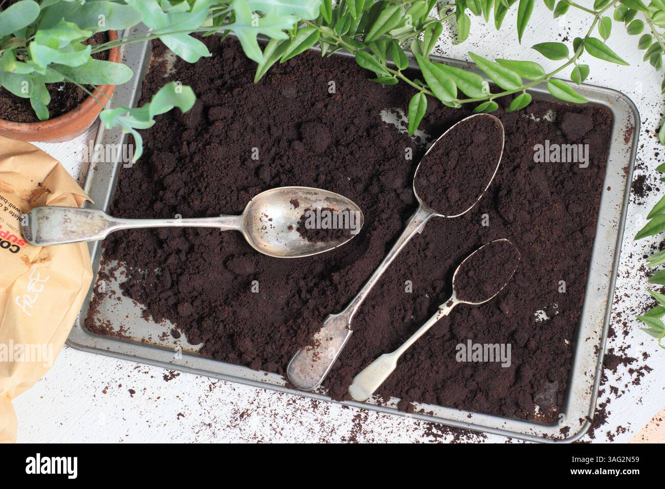 Gebrauchter Kaffeesatz, der kostenlos aus einem Café bezogen wird und für die Gartenarbeit bereit ist. UK Stockfoto