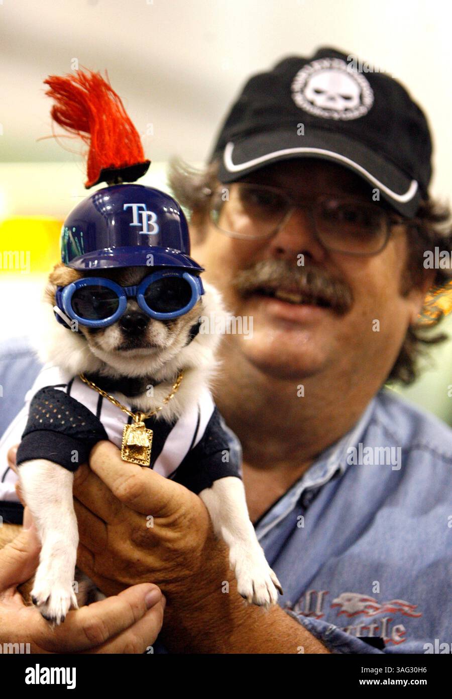 SP 295224 SHAD RAYSHOME 10 (09/28/2008 ST. PETE) Richard Nordstrom und chiwawa warten auf die Ankunft der Tampa Bay Rays, die von Fans als American League East Champions begrüßt werden, nachdem sie von einem zusätzlichen Innings-Sieg in Detroit am St. Petersburg/Clearwater International Airport in St. Petersburg am Sonntagnachmittag zurückgekehrt sind (Credit Image: St Petersburg Times/ZUMAPRESS.com) Stockfoto