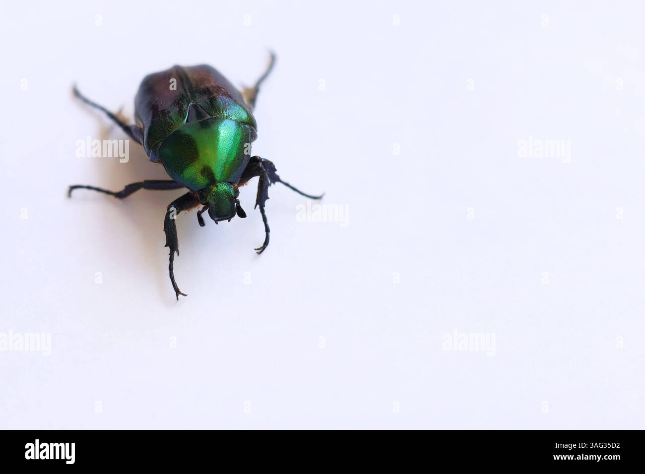 Ein metallisch grüner Käfer, der Cetonia aurata oder Rose Chafer, auf weiß. Stockfoto