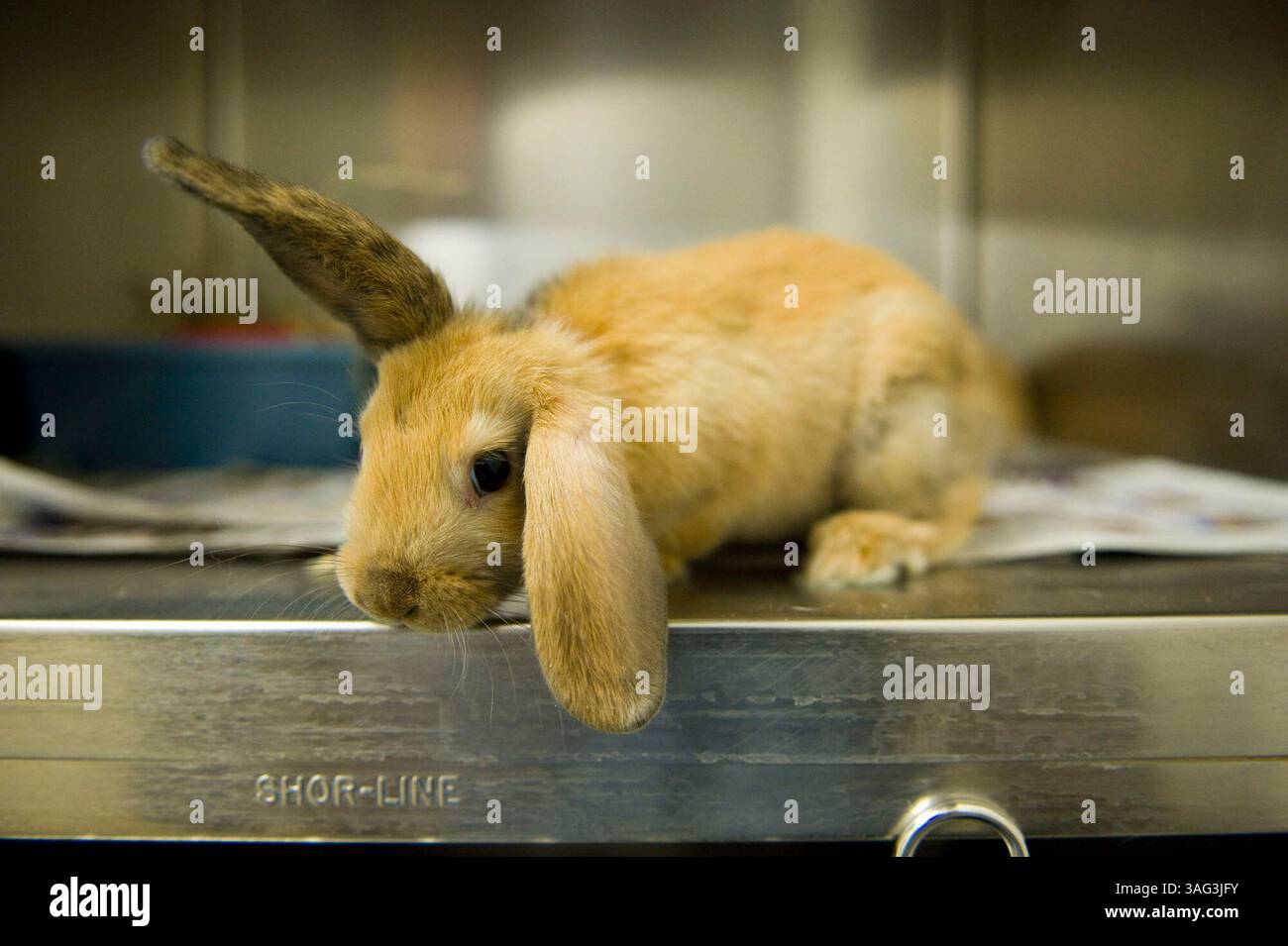 Scottie, ein Harlequin/Mini-Lop-Kaninchen, das in einer Lebensmittelbank zusammen mit zwei anderen Baby-Kaninchen abgegeben wurde, steht für die Adoption im Sacramento SPCA zur Verfügung. Lesley Kirrene, vom Sacramento SPCA, sagte, dass die Sacramento SPCA in den letzten Monaten mehr Kaninchen in das SPCA kamen als im gesamten letzten Jahr. Kirrene sagte am Donnerstag, den 18. September 2008, dass die SPCA an der Florin Perkins Road 6201 ein 0-Special für die Adoption der Kaninchen bis September 30 abhält. Besitzer, die ihre Haustiere in ein Tierheim verwandeln, haben gesagt, dass sie die Tiere nicht mehr adoptieren können, und einige, die sie können. Stockfoto