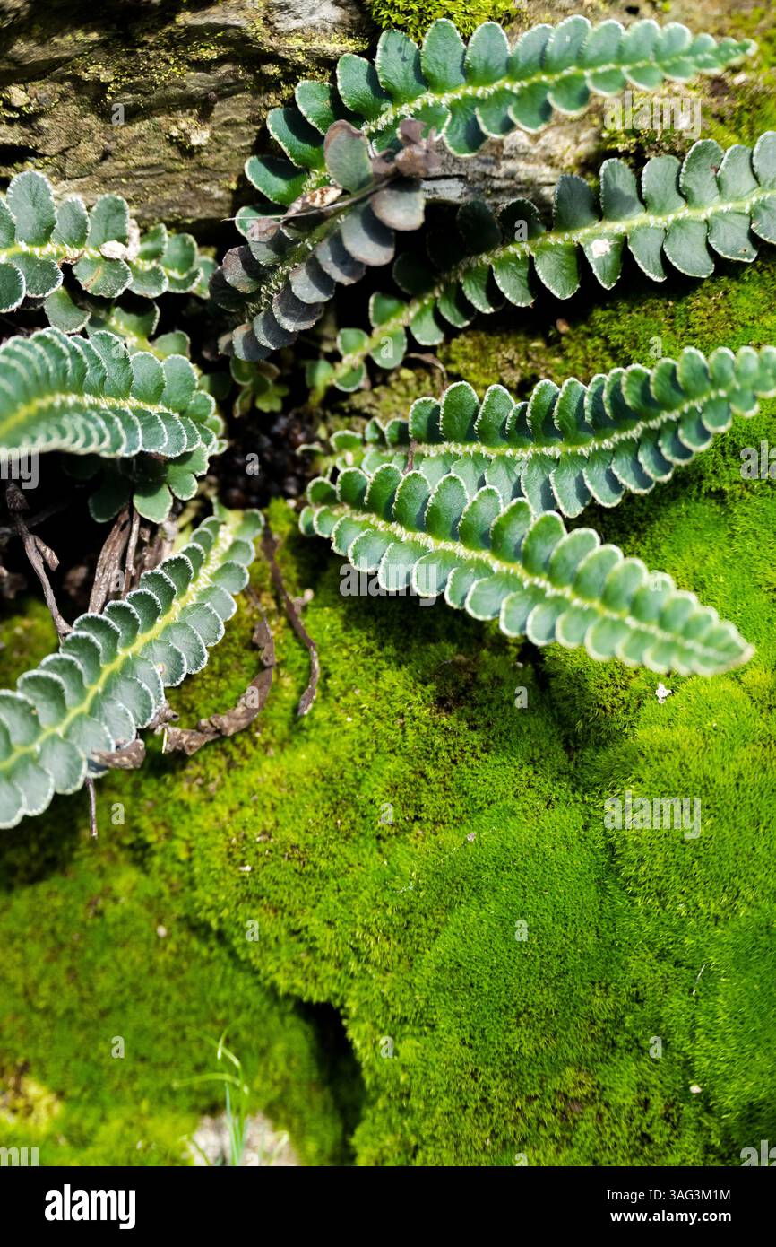 Grüner Moos natürlicher Hintergrund, Platz für Text, natürliche Motive in grüner Farbe in minimalem Stil Stockfoto