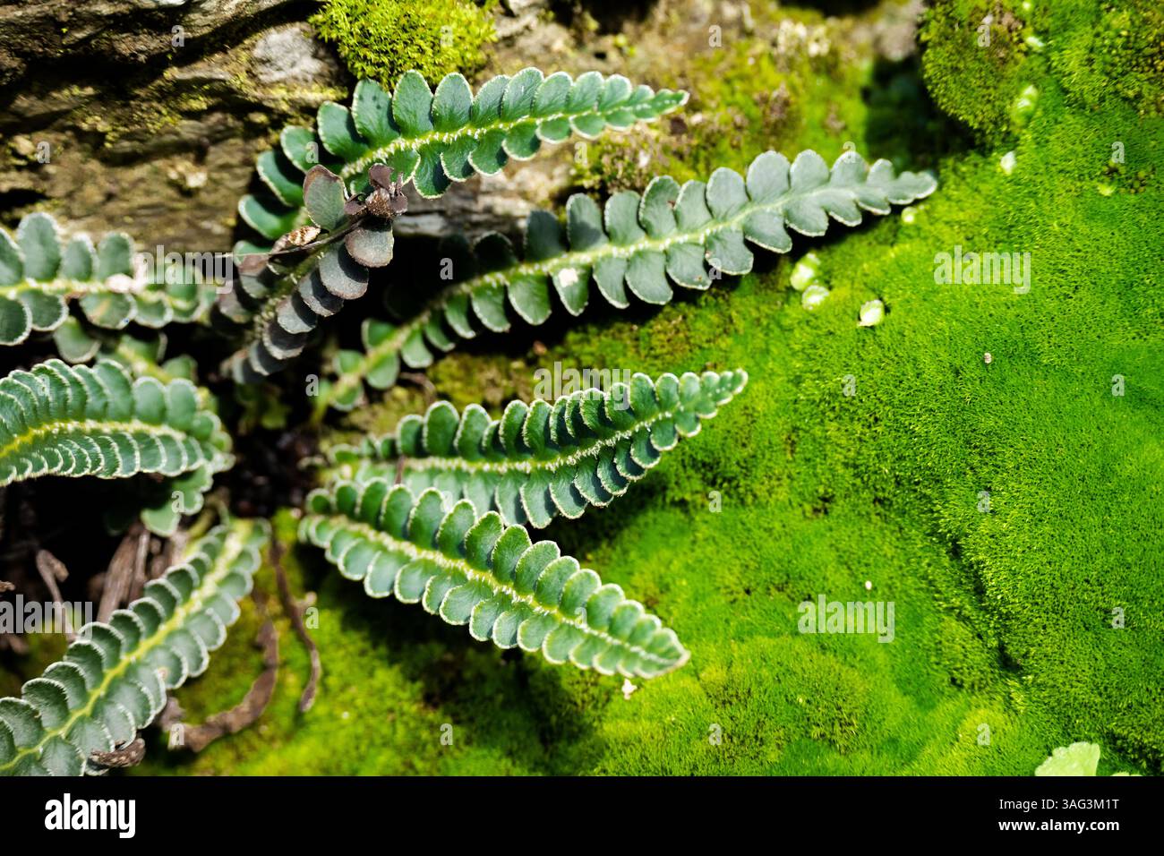 Grüner Moos natürlicher Hintergrund, Platz für Text, natürliche Motive in grüner Farbe in minimalem Stil Stockfoto