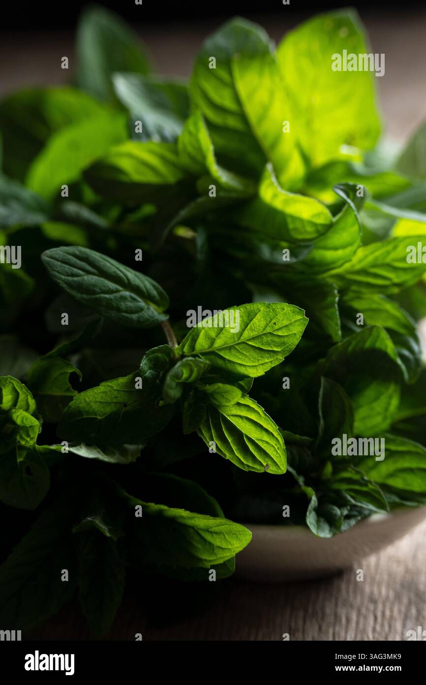 Frisch gepflückte Minze, aromatische Kräuter auf dem Tisch Stockfoto